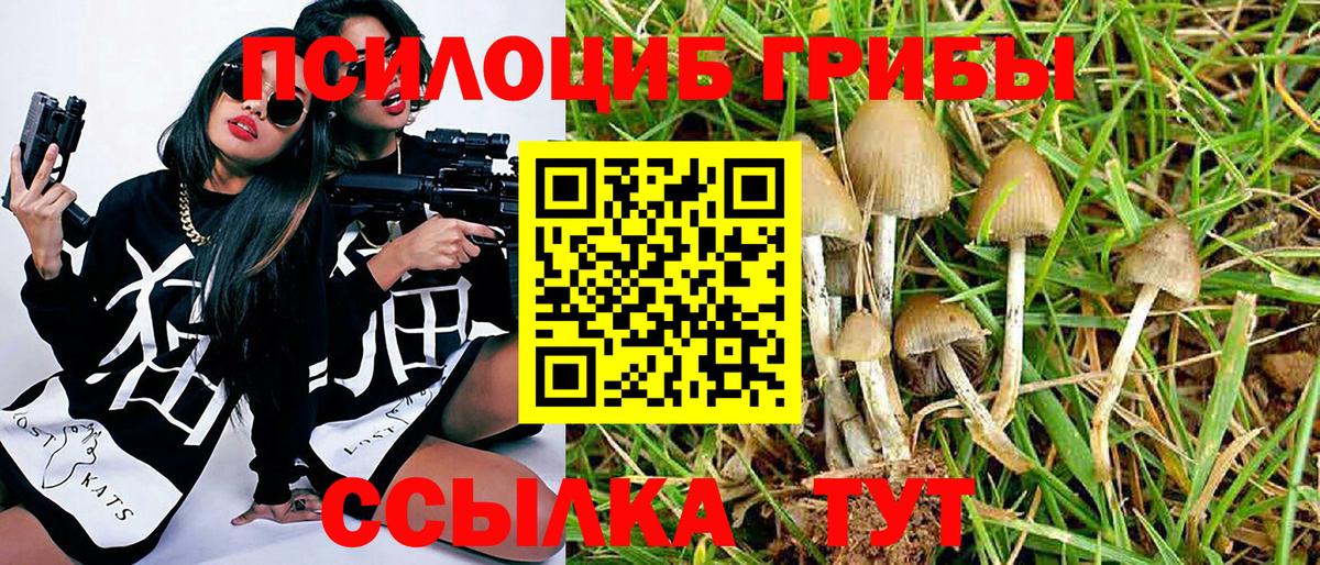 Галлюциногенные грибы Psilocybine cubensis Мурманск